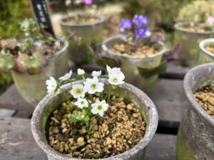 様々な花色雪割草