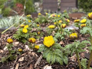 明るい黄色の花が咲く福寿草