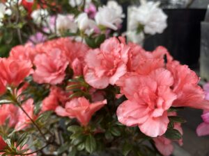 オレンジがかったアザレアクリスティーンマジック