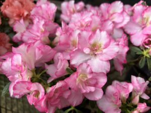 ピンクと白のアザレア春のひびき 