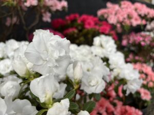 真っ白なアザレア晴朗