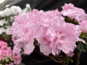 ピンク色のアザレア