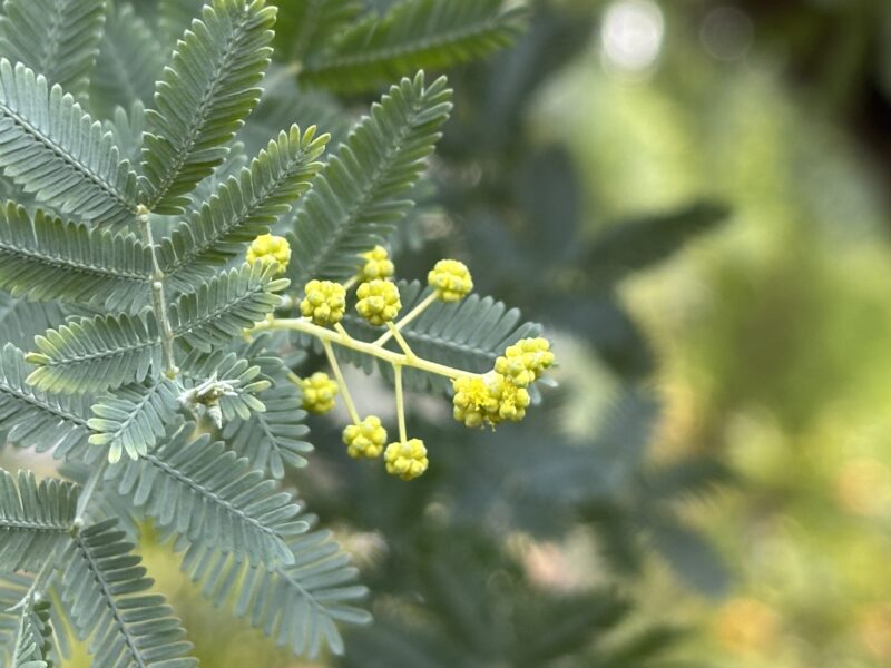 百合が原 緑のセンター開花情報(2026年2月4日)