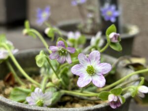 薄桃色の雪割草