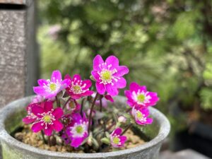 濃いピンクの雪割草