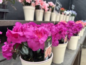 濃いピンク色のアザレアの販売も