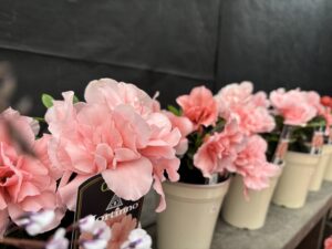 アザレアの販売苗 
