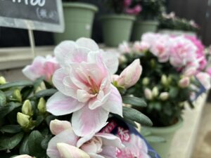 アザレアの販売苗