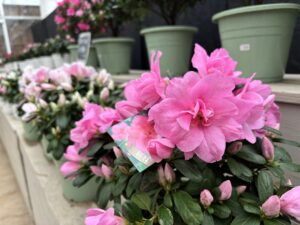 アザレアの販売苗