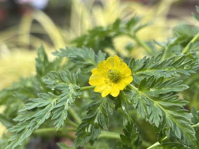 「福寿草と雪割草展」とガーデンショップ情報（雪割草とセツブンソウの販売開始）2026年2月6日