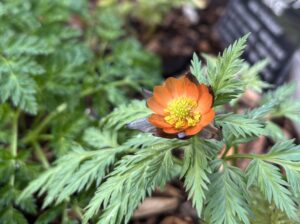 フクジュソウ‘秩父紅’