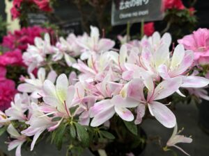 アザレア乙女の祈り