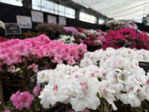 アザレア展会場