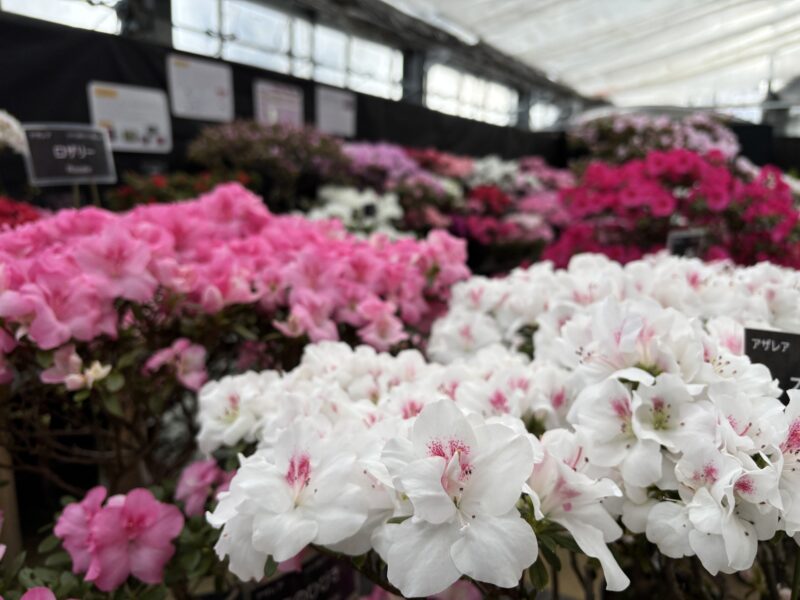春の花畑のような「アザレア展」明日2月10日から開催（2026年2月9日）