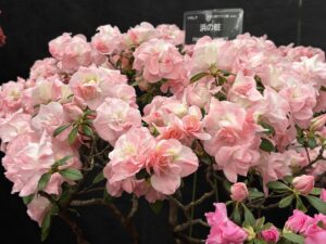 アザレア浜の粧