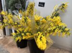 ガーデンショップにミモザの切り花入荷しました(2026年2月12日) | 百合