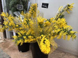 本日入荷したミモザの切り花