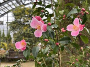 種間雑種のツバキ‘港の曙’