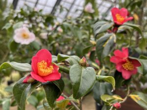 ユキツバキ系‘紅玉’