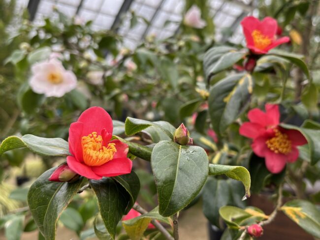 和の佇まい「ツバキ展」明日から開催（2026年2月16日）