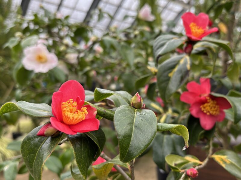 和の佇まい「ツバキ展」明日から開催（2026年2月16日）