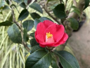 ヤブツバキ系‘若楓’