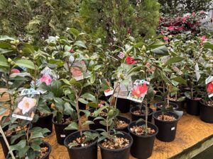 ツバキの販売苗