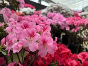 ピンク色のアザレアももか