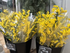 ミモザの切り花