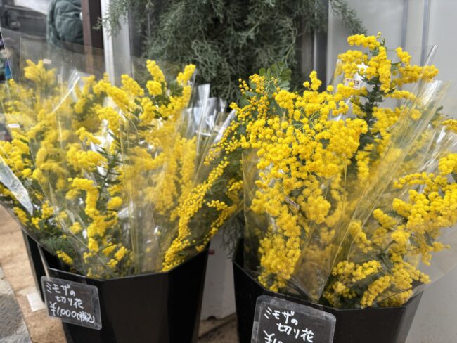 ミモザの切り花、再入荷しました(2026年2月17日)