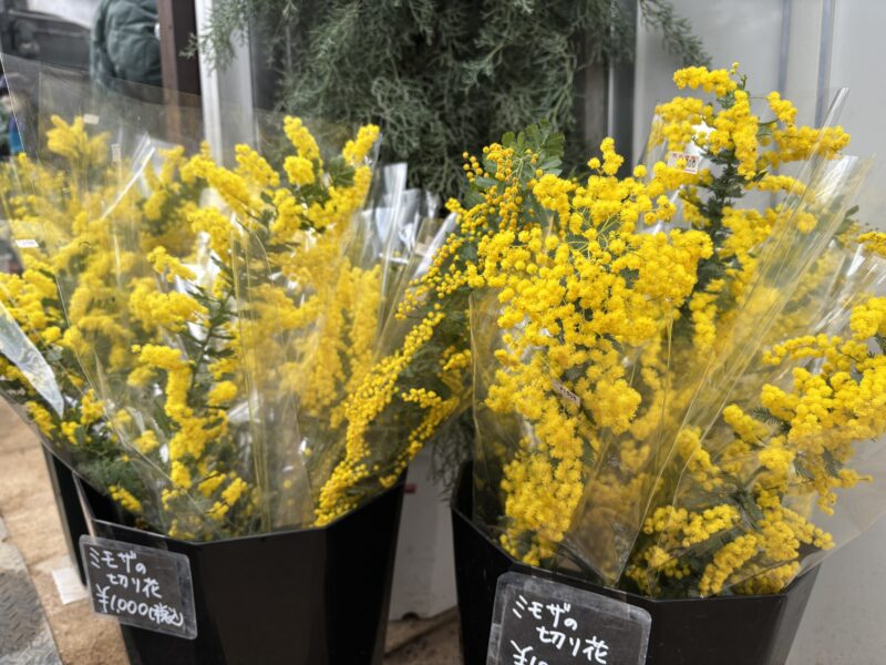 ミモザの切り花、再入荷しました(2026年2月17日)