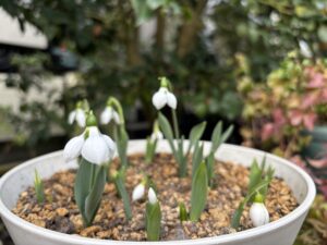 開花したスノードロップ