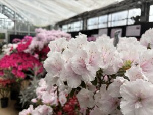 アザレア展会場