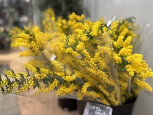 ガーデンショップに入荷したミモザの切り花