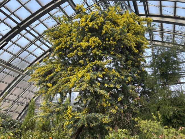 P1駐車場開放しています（2026年2月21日）