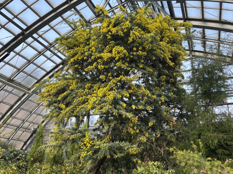 P1駐車場開放しています（2026年2月21日）