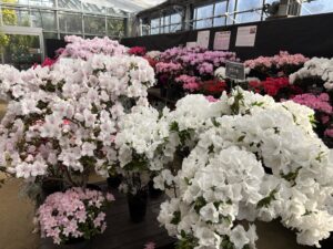 アザレア展会場