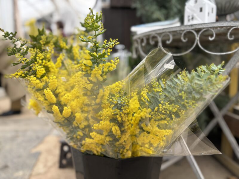本日、ミモザの切り花再入荷しました(2026年2月28日)