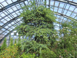 2月６日のミモザ