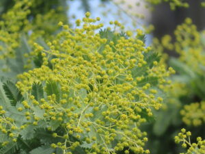 ミモザの蕾の様子