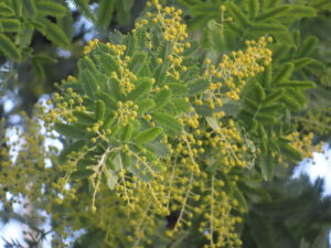 本日の蕾の様子