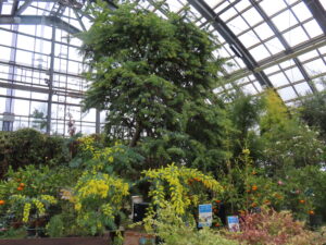 本日午後のミモザの様子