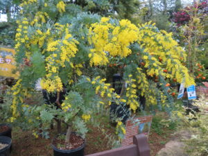 鉢物のミモザは見頃