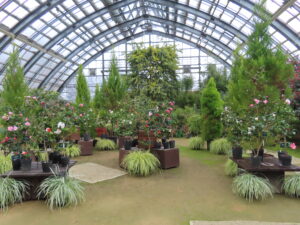 ツバキ展会場の様子 