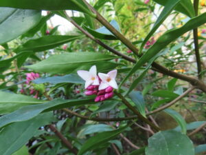本日開花が確認できたジンチョウゲ