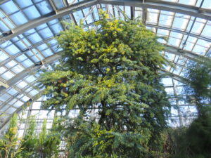 今朝のミモザの様子