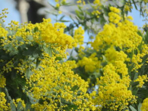 ミモザの蕾や花の様子