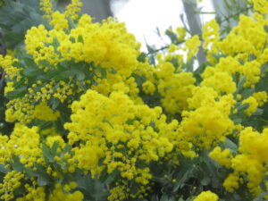 ミモザの花のアップ