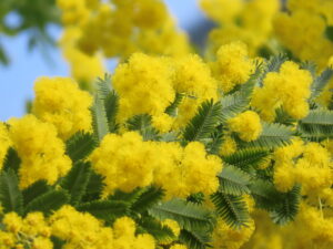 ミモザの花のアップ