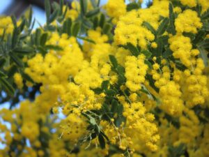 ミモザの花のアップ